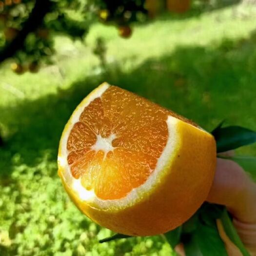 伦晚脐橙  伦晚鲜橙 【一件代发】3斤/5斤/9斤   对接