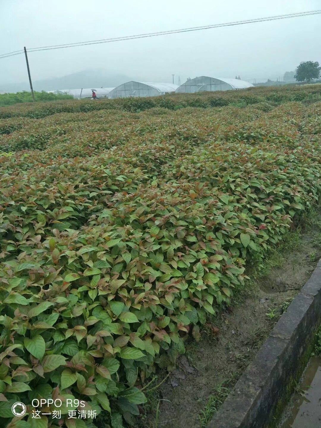 钩藤苗  二年