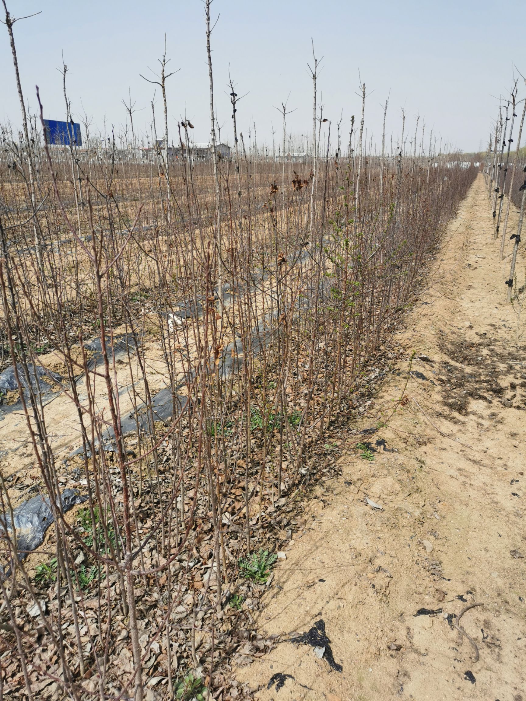  八棱海棠，甜茶，棠梨小苗