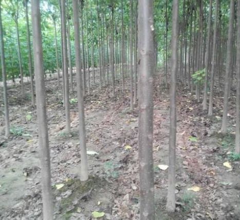 涡阳县细皮灰楸  楸树4-10公分楸树清地处理，基地直供货源充足