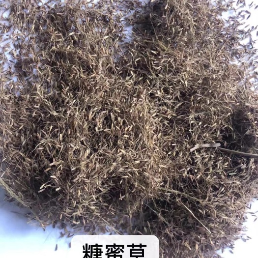 广州糖蜜草种子  糖蜜草