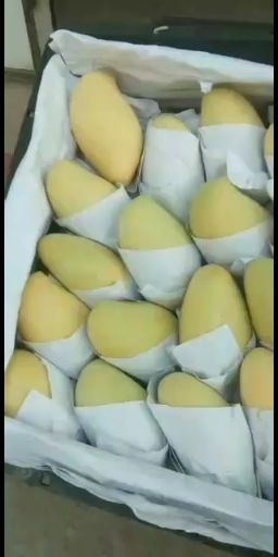 侯马市高乐蜜 广西壮族自治区崇左市凭祥市 一级果 