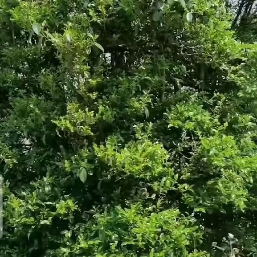 云县滇红金芽 古树茶