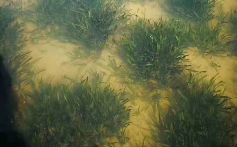 伊乐藻，轮叶黑藻，四季苦草，各种款式养殖龙虾水草