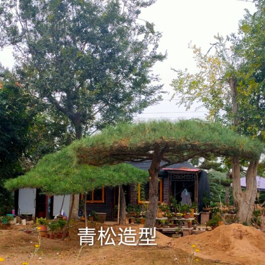 沭阳县茶花 80~100cm 