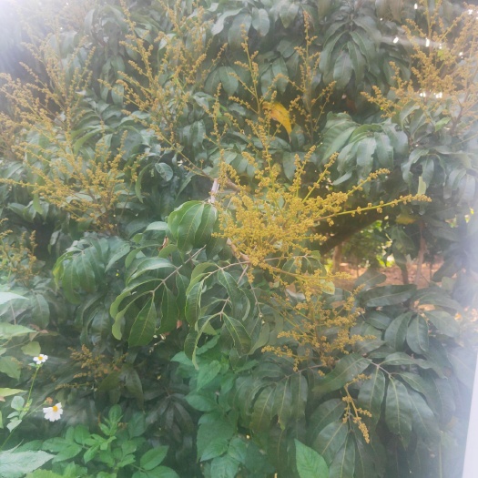 广州龙眼属亚热带品种，7月上市，味清甜肉爽，煲汤的好拍档，滋补