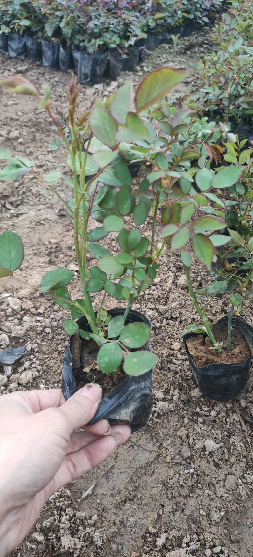 青州丰花月季种植基地