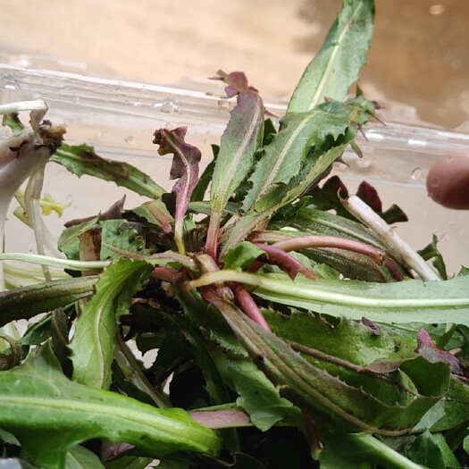 临朐县蒲公英菜  野菜蒲公英()，价低，量大，质高，支持一件代发，现挖野菜！