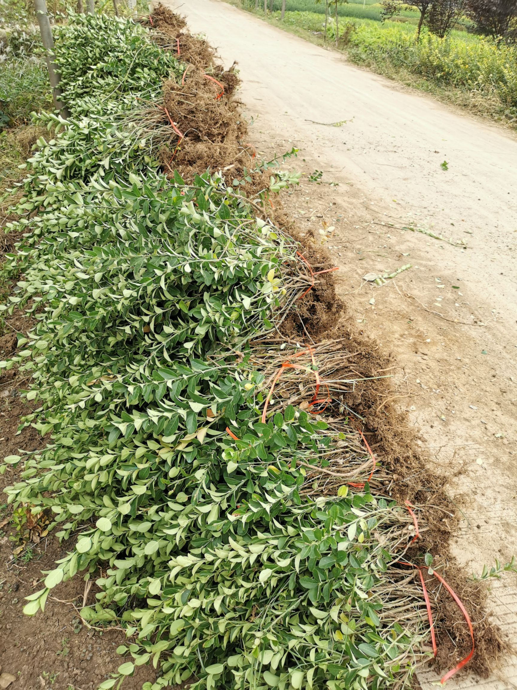 胶东卫矛  常年出售：高度50-60cm卫矛.卫矛小苗