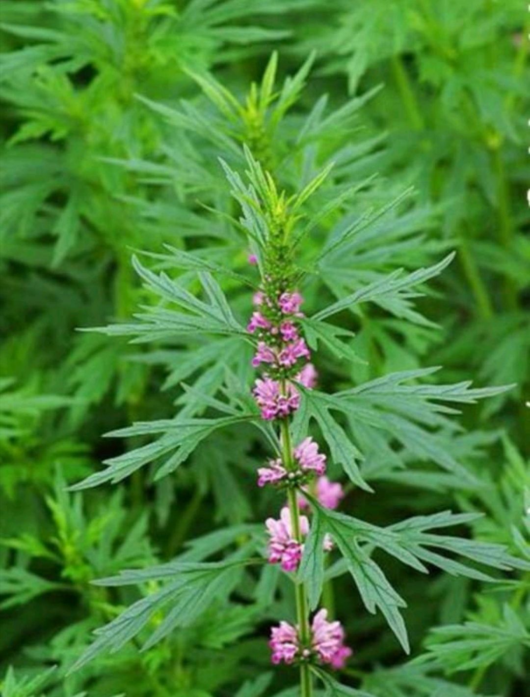 益母草种子 精选包发芽 包邮 种植简单适应能力强 提供技术