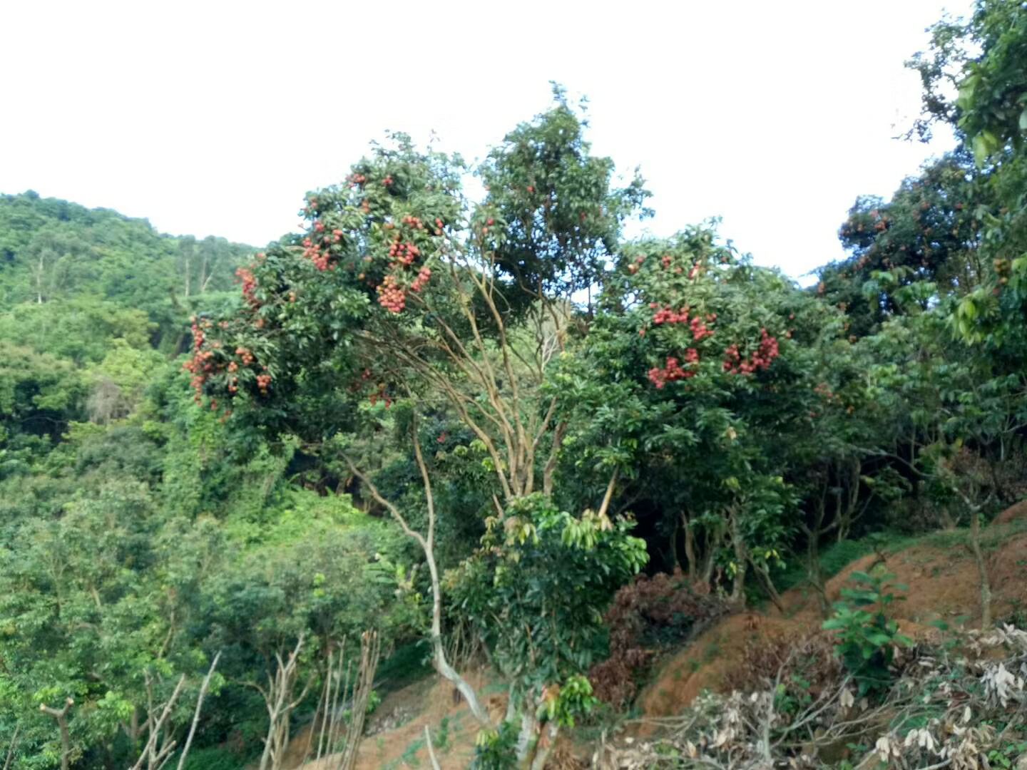 白蜡荔枝 身外是张花红被，轻纱薄锦玉团儿，入囗甘美，齿颊留香