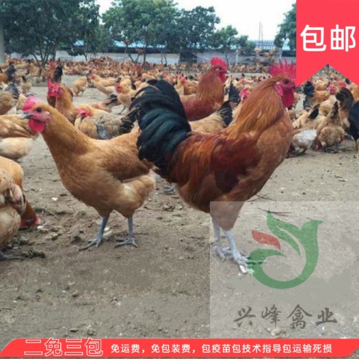 枣阳市【买10000送1000】土鸡苗青脚黄羽，淮南王，厂家直销