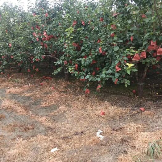蠡县皇冠梨  自家果园种植酥梨大量出售