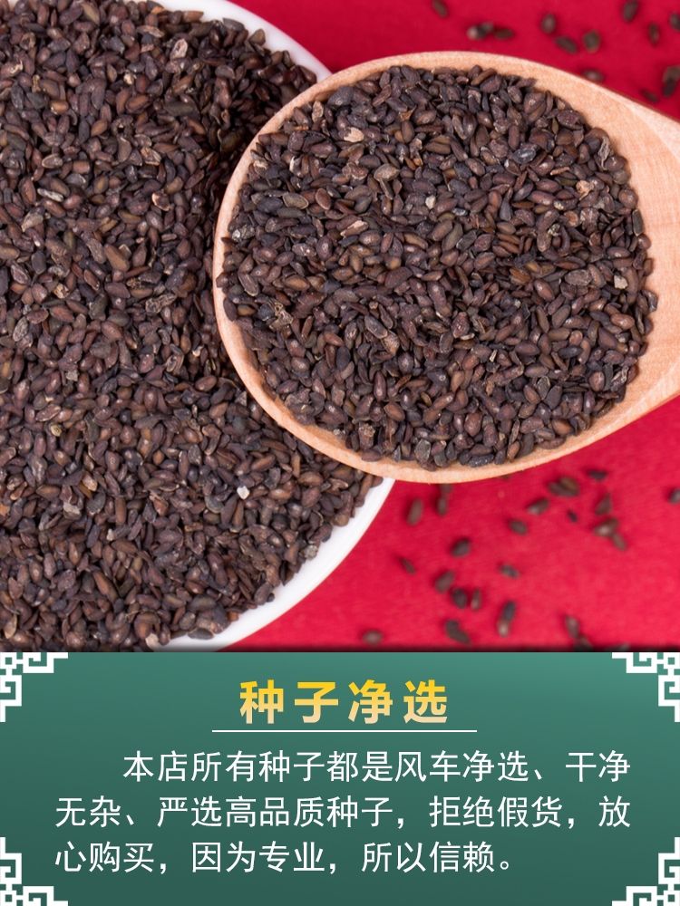 纯新精选车前草种子包发芽车前草籽