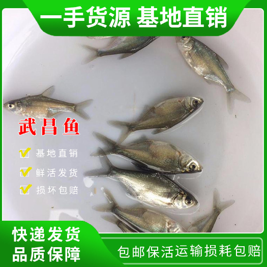 中山市鳊鱼苗  优质边鱼苗 武昌鱼苗  三角鲂