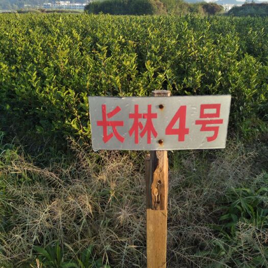 宜春长林高产嫁接油茶苗  这种是25厘米以上通货，裸根苗