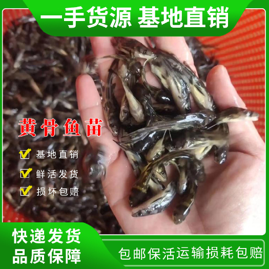 黃顙魚苗  黃骨魚苗 雜交黃骨魚 黃辣丁