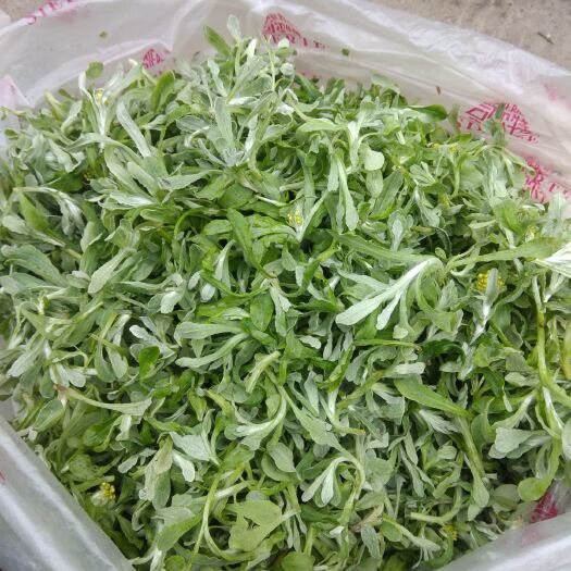 东安县清明菜，做糍粑好吃的清明菜。