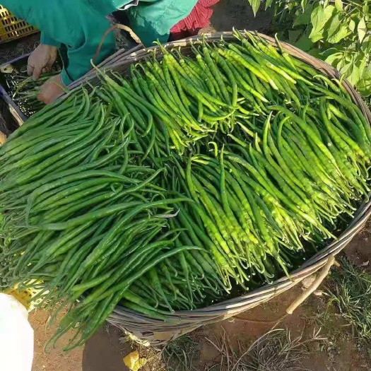 夏邑县二荆条  夏邑新希望线椒大量上市中