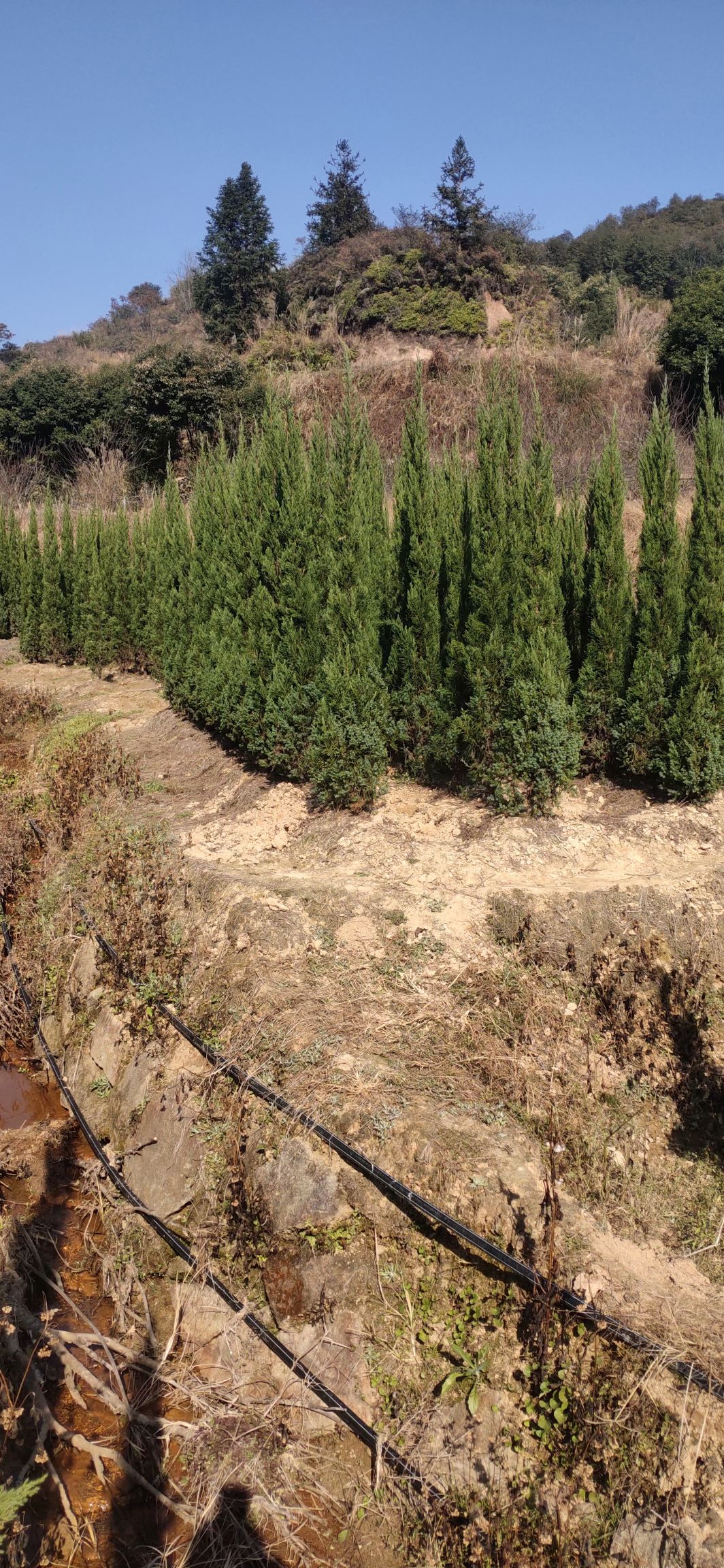 福建泉州清明树墓地树陵园种植塔柏塔松多种规格量大优惠