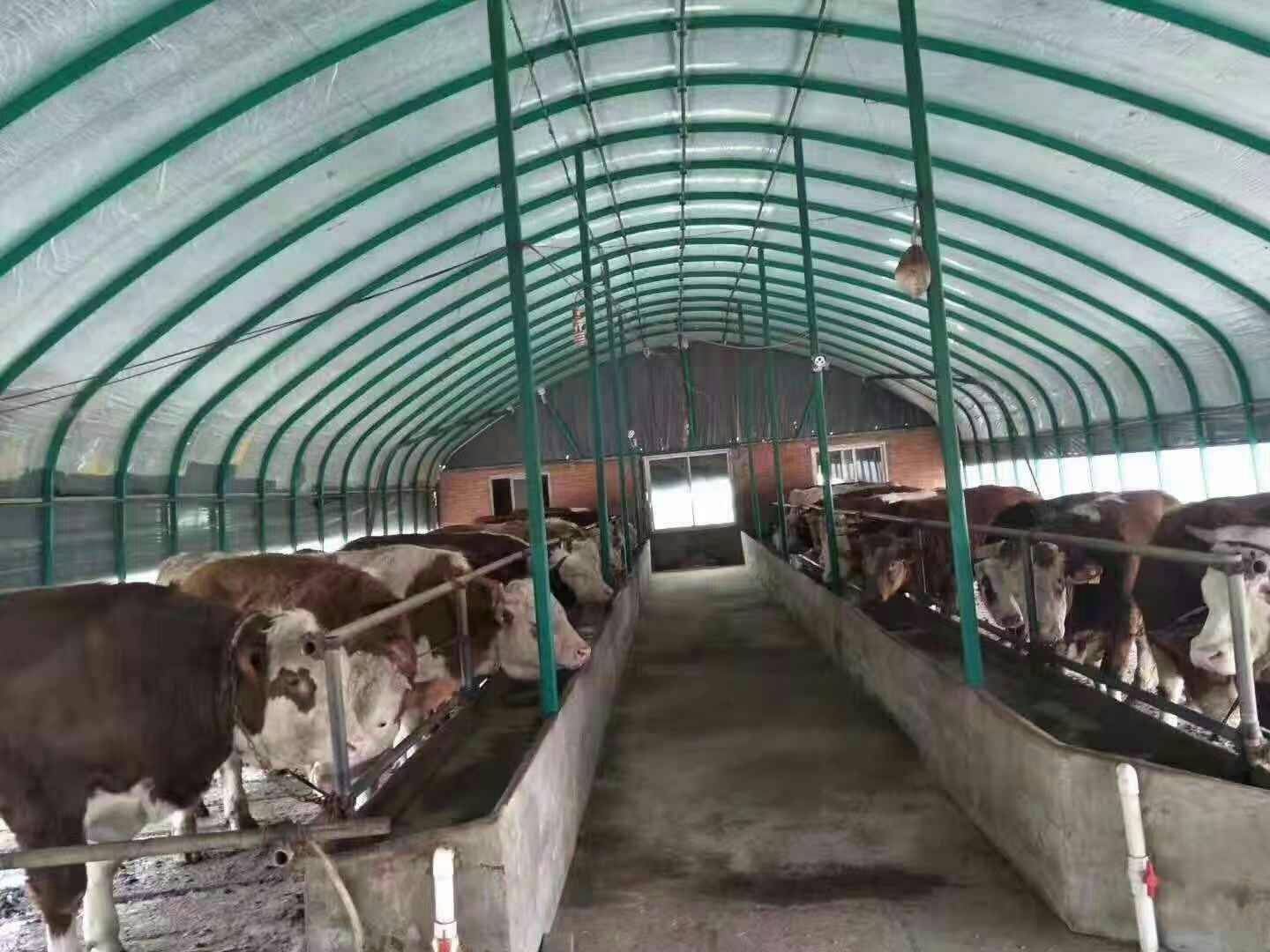 养殖大棚  蔬菜大棚  钢管大棚 温室大棚 尺寸可定制