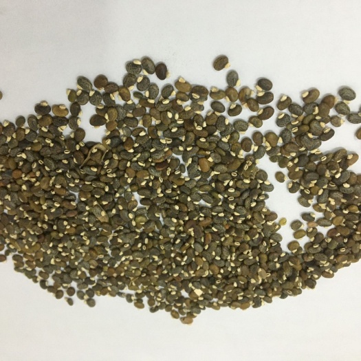 广州山毛豆种子  山毛豆