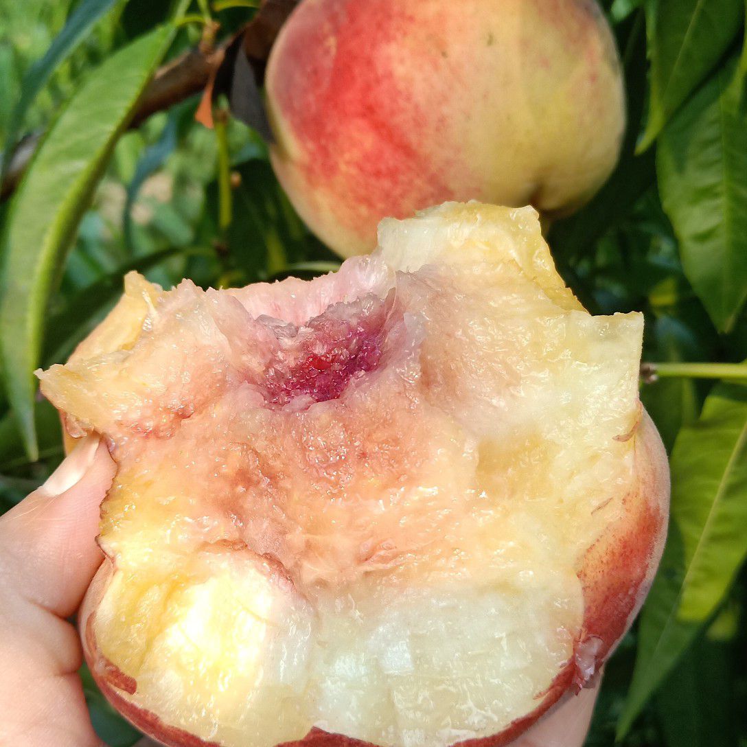 冬桃苗  油桃 蟠桃毛桃冬桃蜜桃等二年生1.5-3公分苗圃直供现挖现发