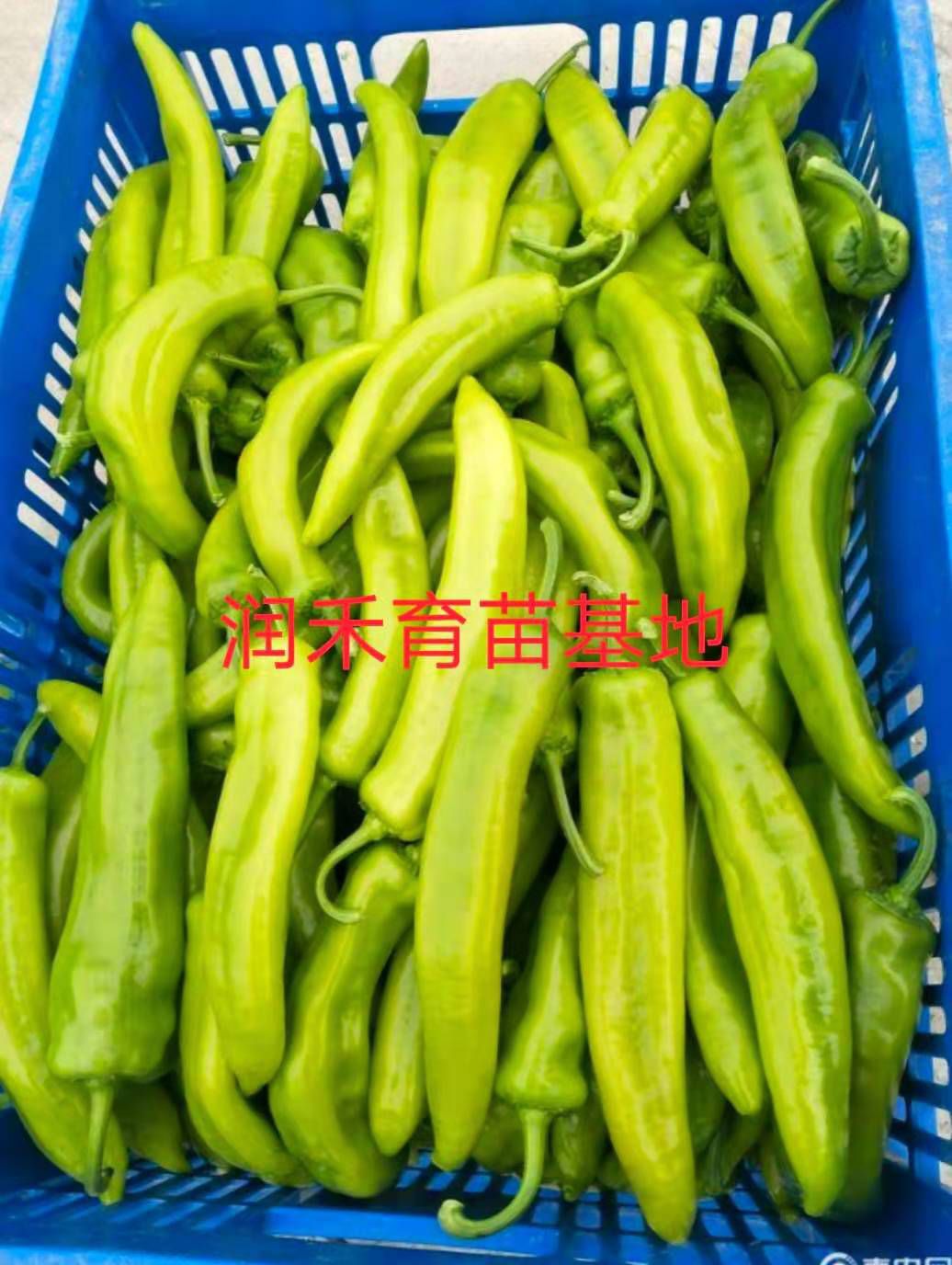 黄皮辣椒苗，羊角椒苗