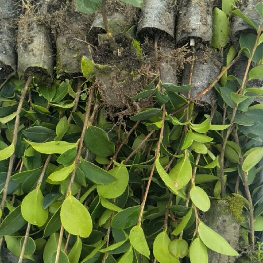 长林高产嫁接油茶苗  这种苗一年四季可以栽种。