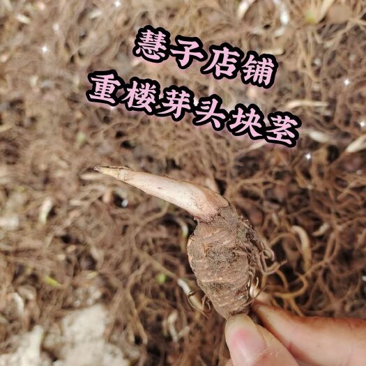 成都重楼苗 重楼种苗 芽头种苗 四川华重楼 品种好 成活率高
