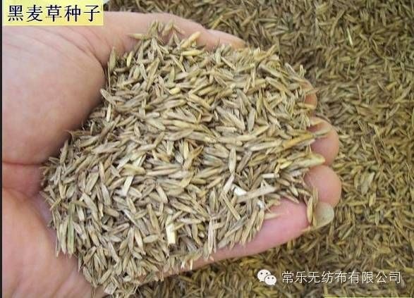 广州黑麦草种子  黑麦草
