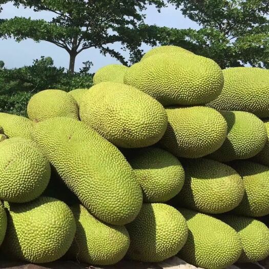 贺州现摘发货 海南菠萝蜜新鲜水果木菠萝当季热带波罗蜜一整个假榴莲