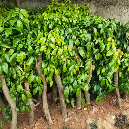 佛冈县桂味荔枝苗  荔枝苗，5－7分树茎，90－120cm高，只批发。