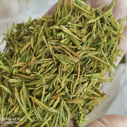 济南黄金茶 黄金芽