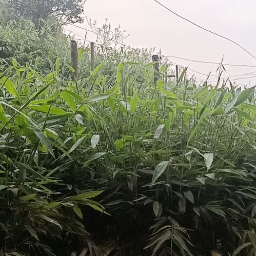 大竹县毛竹苗