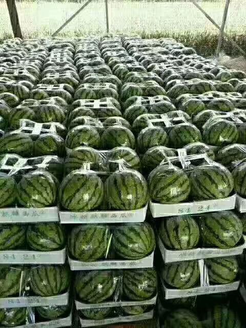 耿马县无籽西瓜 熟度，质量刚刚得