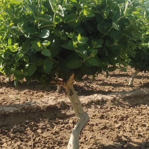 巨鹿县占地用金银花树  金银花树  金银花树苗  金银花老桩