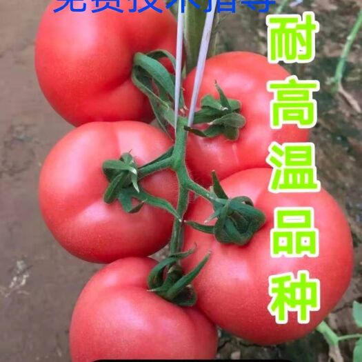 宿州大粉番茄苗  西红柿苗魁冠珍丹，高秧，粉果，硬果的新品种和凯