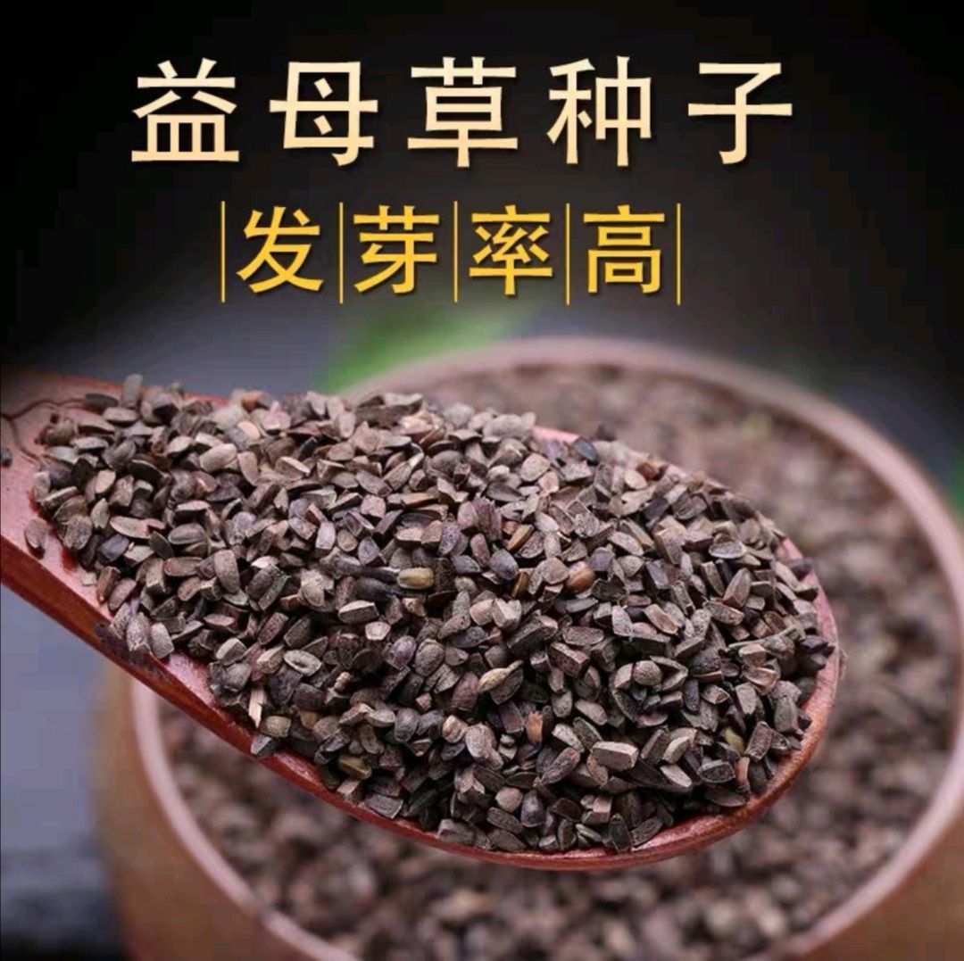 益母草种子 纯新采收包发芽 种植简单适应能力强 提供技术