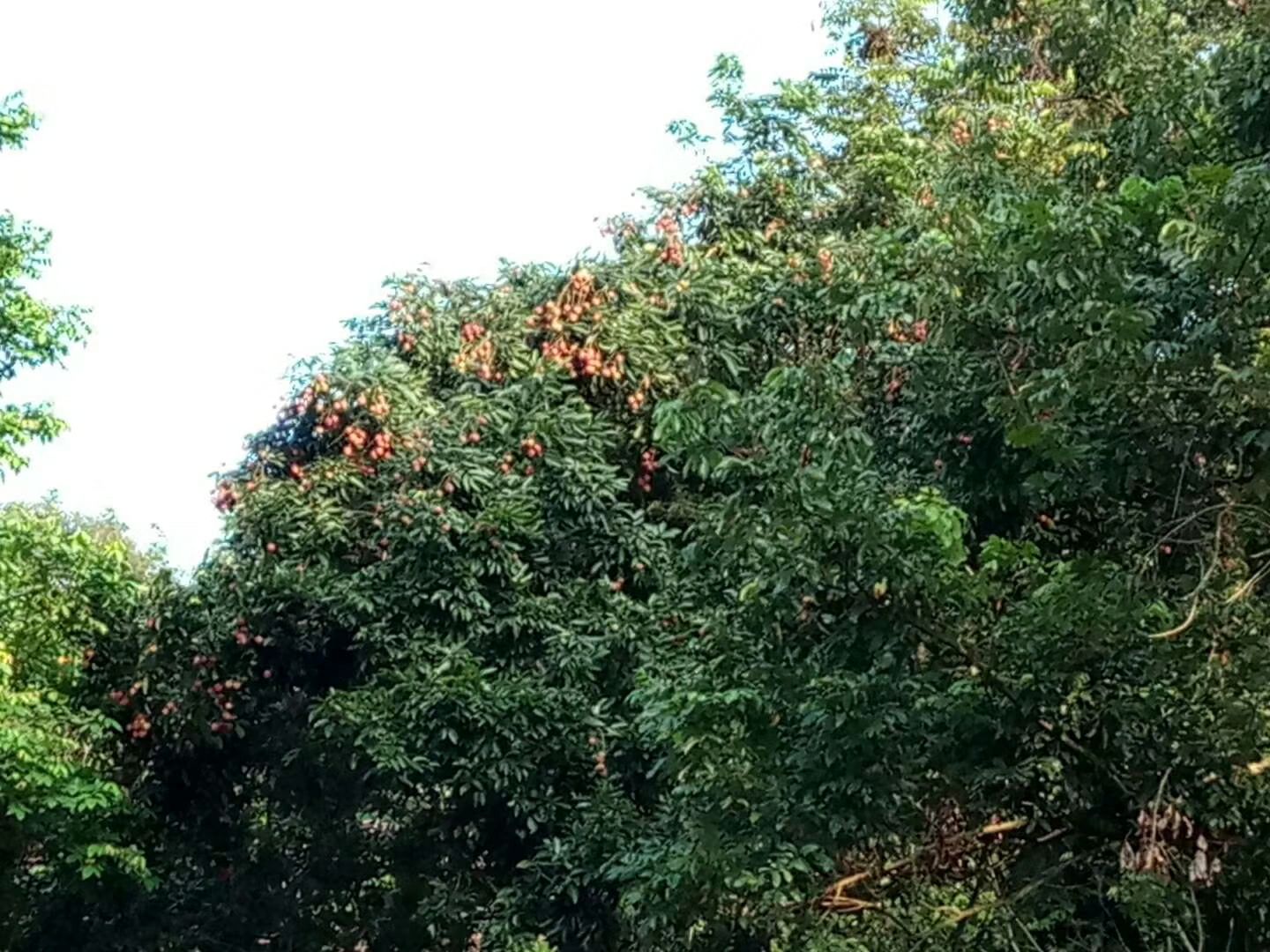 白蜡荔枝 身外是张花红被，轻纱薄锦玉团儿，入囗甘美，齿颊留香