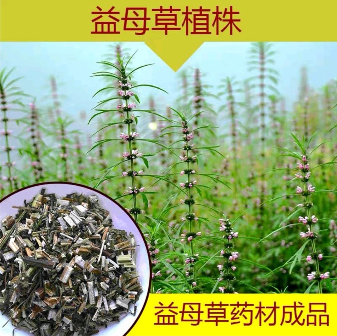 益母草种子 纯新采收包发芽 种植简单适应能力强 提供技术