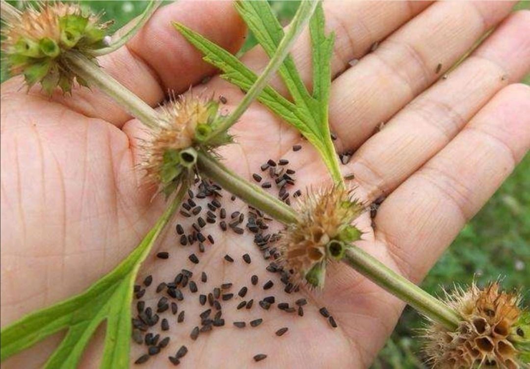 益母草种子 种植简单好管理 免费提供种植技术 可回收产品