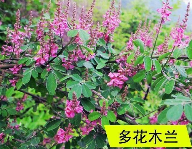 广州多花木兰种子  多花木兰