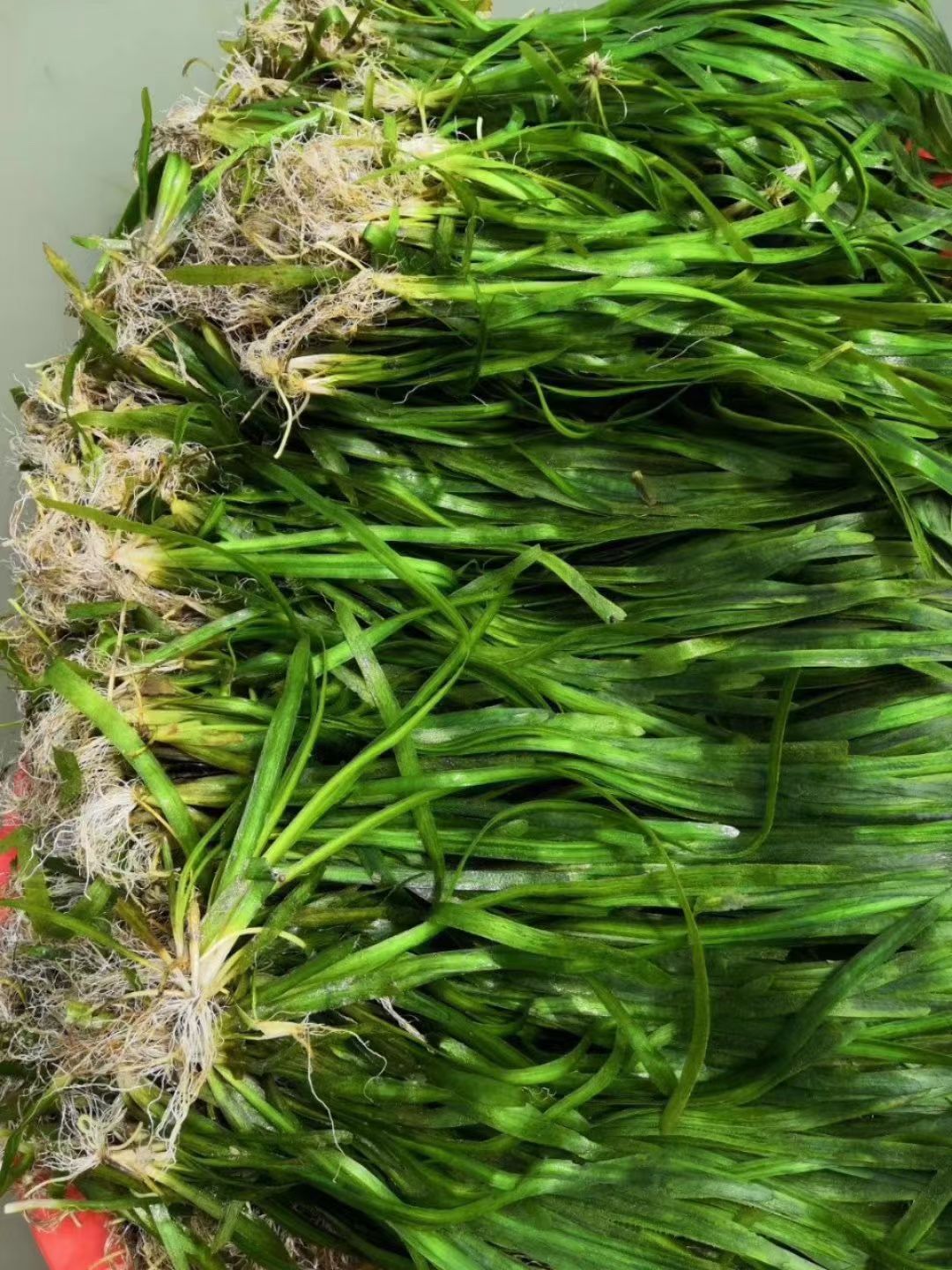 伊乐藻，轮叶黑藻，四季苦草，各种款式养殖龙虾水草
