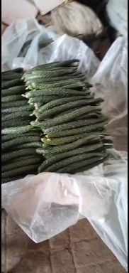 大荔县刺黄瓜  精品黄瓜，超市电商，小贩直拿。