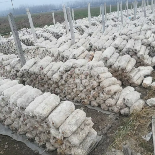 辉县市平菇废菌棒，改良土壤，有机肥原料