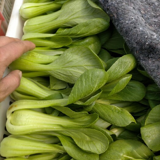 曹县小白菜 产地精品上海青