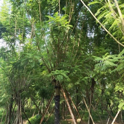 漳州尖叶蓝花楹 蓝花楹18公分基地批发