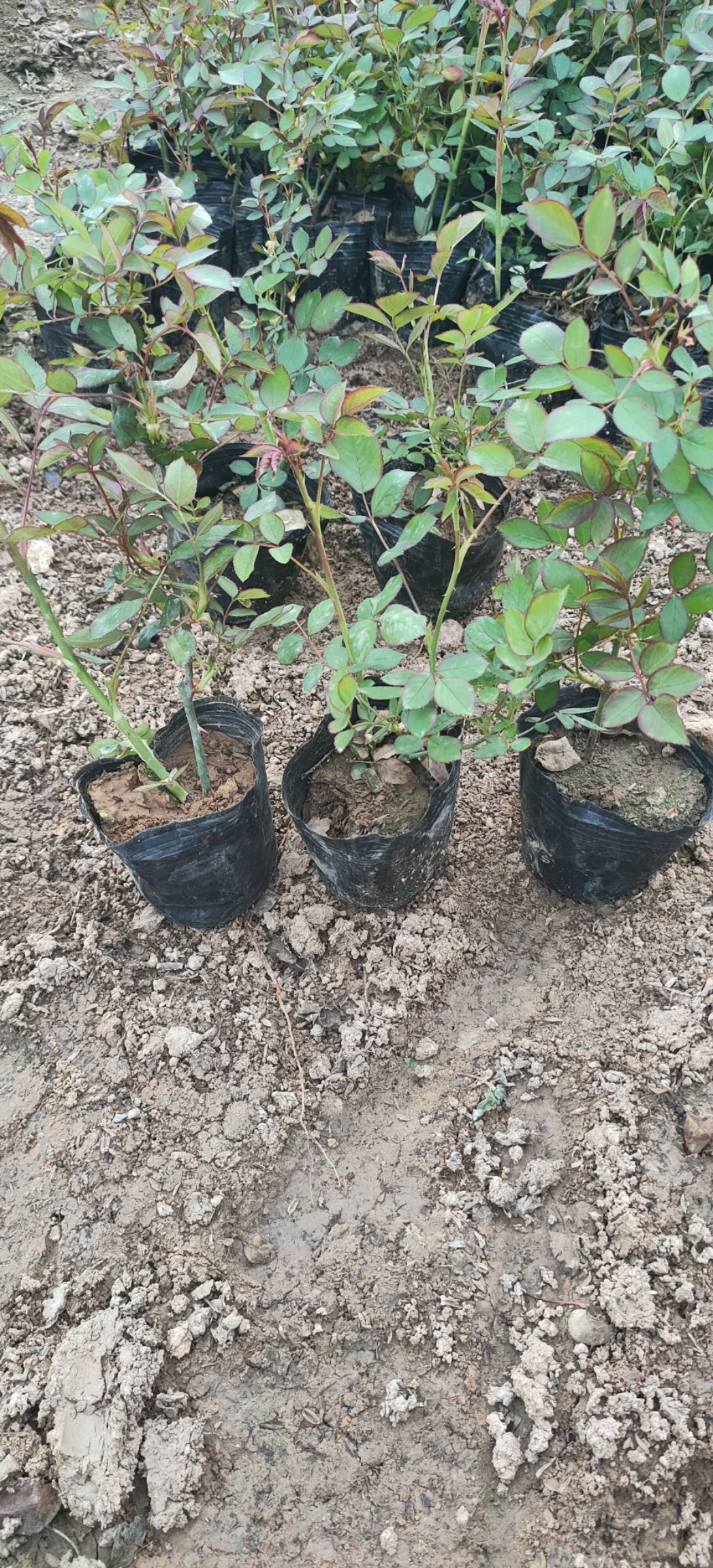 青州丰花月季种植基地