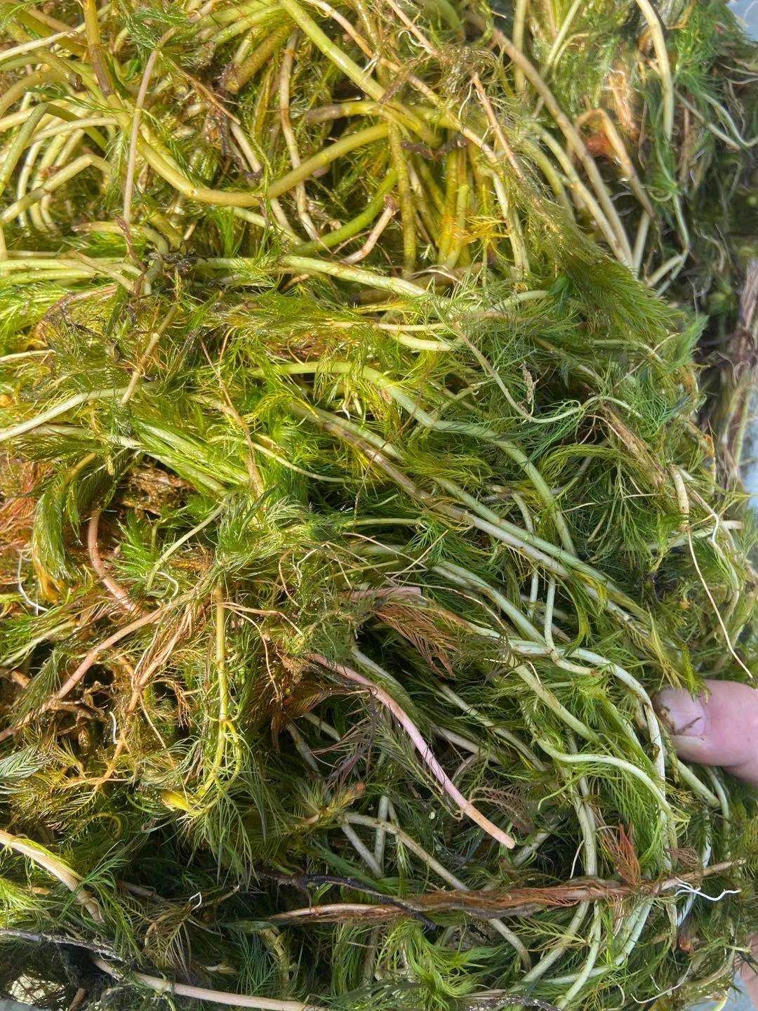 苦草